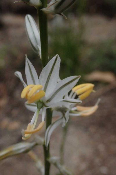 Chlorophytum recurvifolium, photographed by Andrew Deacon