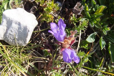 Edraianthus graminifolius, photographed by Emanuele Santarelli
