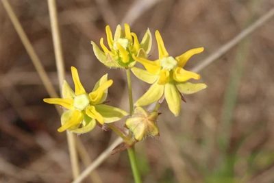 Asclepias aurea, photographed by Andrew Deacon