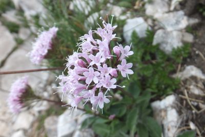 Valeriana saliunca, photographed by Emanuele Santarelli