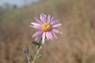 Athrixia phylicoides, photographed by Andrew Deacon