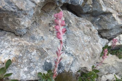 Saxifraga porophylla, photographed by Emanuele Santarelli
