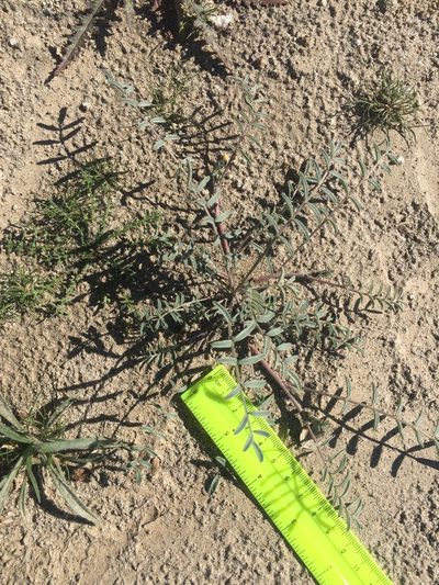 Astragalus aridus, photographed by Kate Harper