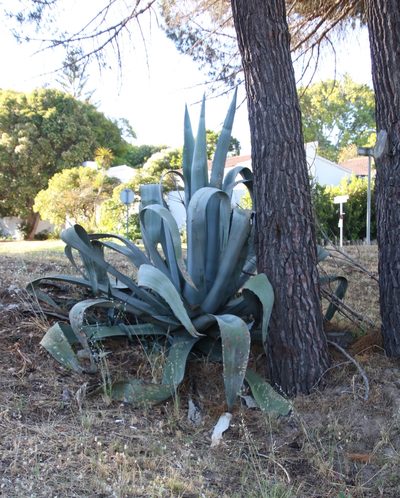 Agave mapisaga, photographed by Tony Rebelo