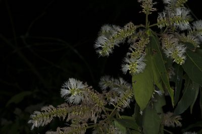 Inga marginata, photographed by Oscar Marín