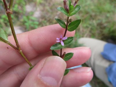 Cuphea strigulosa, photographed by Ben Machado