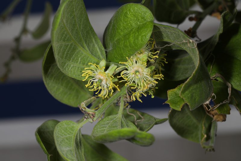 Passiflora multiflora, photographed by Judy Gallagher