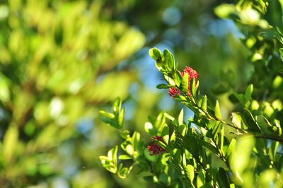 Pinochia corymbosa, photographed by Oscar Marín