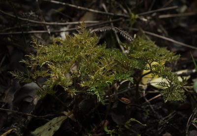 Sceptridium australe, photographed by Basil Hooper