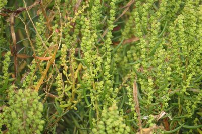 Suaeda arbusculoides, photographed by coenobita