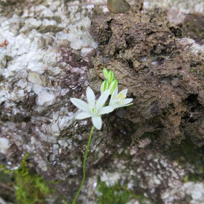 Nicipe rogersii, photographed by Di Turner