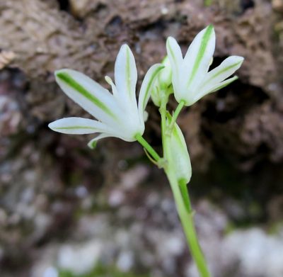Nicipe rogersii, photographed by Di Turner