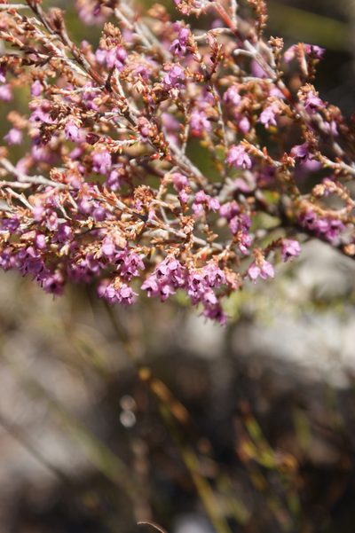 Erica adnata, photographed by Michael D. Pirie