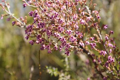 Erica adnata, photographed by Michael D. Pirie