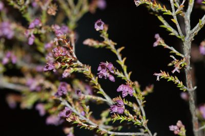 Erica adnata, photographed by Michael D. Pirie