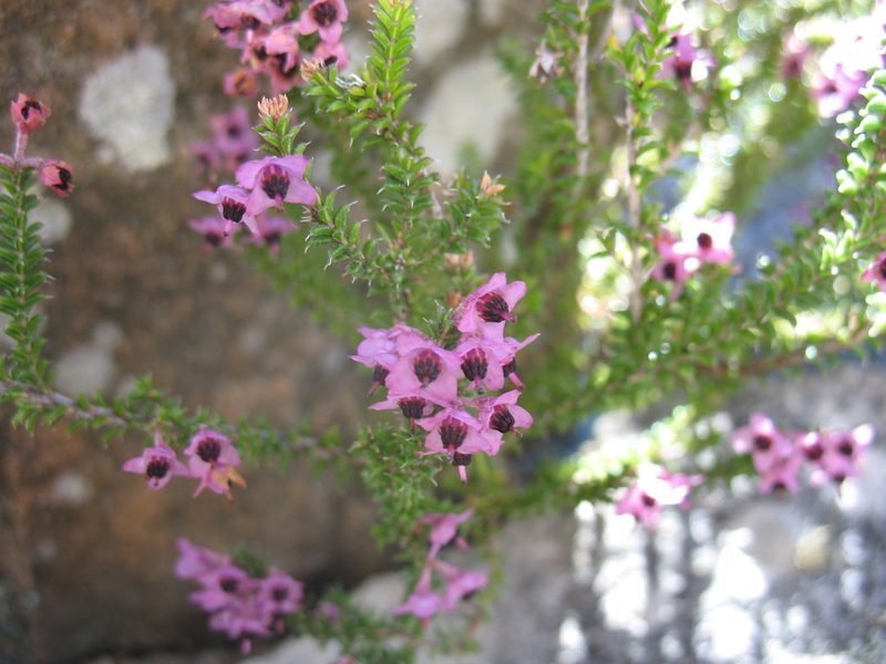 Erica adnata, photographed by Michael D. Pirie