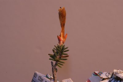 Erica amidae, photographed by Michael D. Pirie
