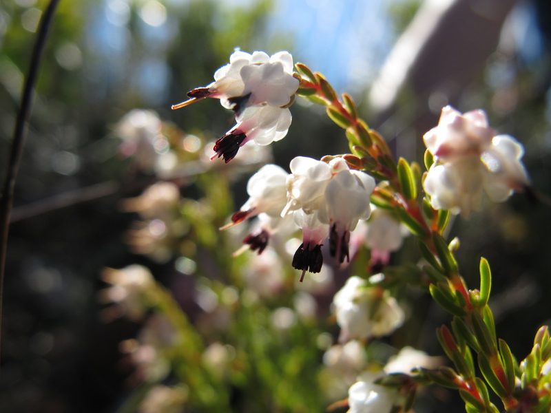 Erica amphigena, photographed by Michael D. Pirie