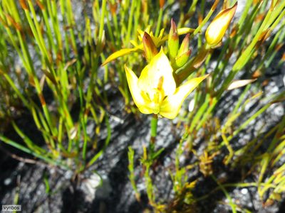 Disa tenuifolia, photographed by Chris Vynbos