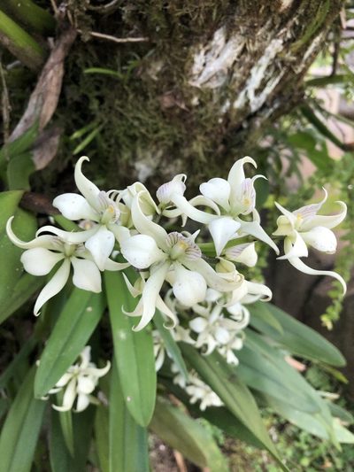 Prosthechea fragrans, photographed by Geoff Shuetrim