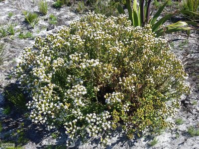 Pseudoselago peninsulae, photographed by Chris Vynbos