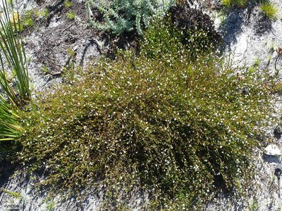 Prismatocarpus sessilis, photographed by Chris Vynbos