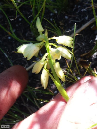 Eulophia aculeata, photographed by Chris Vynbos