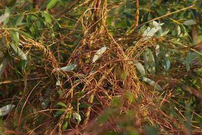 Cuscuta lupuliformis, photographed by Вячеслав Юсупов