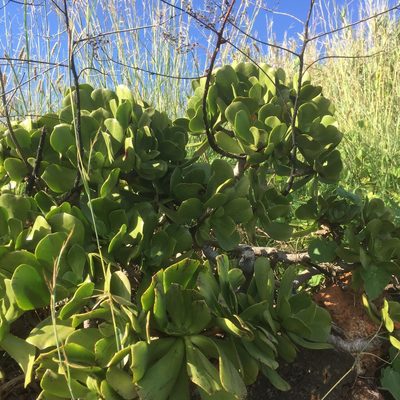 Aeonium glutinosum, photographed by Andre Hosper