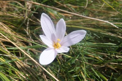 Colchicum alpinum, photographed by Emanuele Santarelli