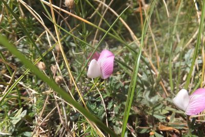 Ononis cristata, photographed by Emanuele Santarelli
