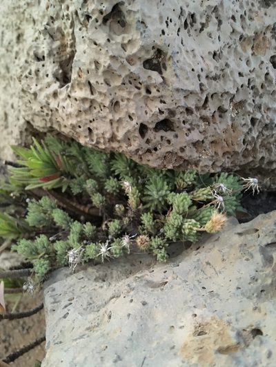Tetramolopium humile, photographed by Rose Zappa