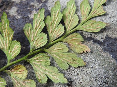 Asplenium praemorsum, photographed by J Alejandro González Castillo