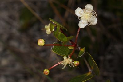 Mosiera longipes, photographed by Judy Gallagher