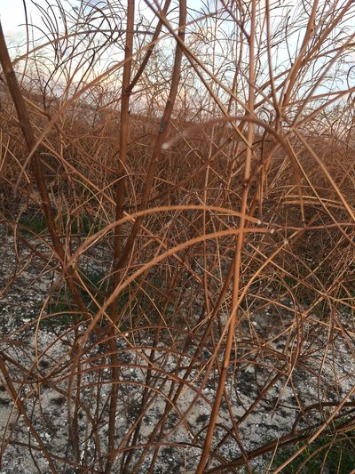 Sesbania sericea, photographed by Al Kordesch