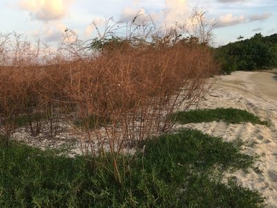 Sesbania sericea, photographed by Al Kordesch