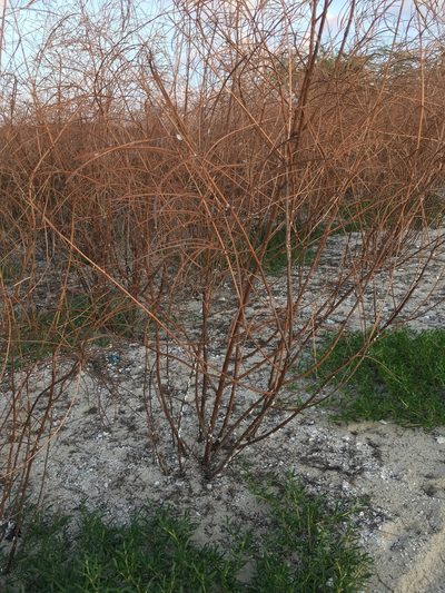 Sesbania sericea, photographed by Al Kordesch