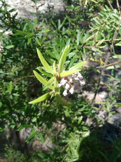 Grevillea phylicoides, photographed by James Ray