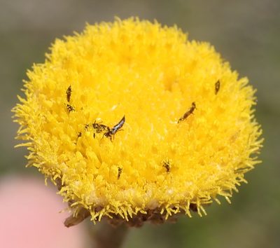 Nidorella podocephala, photographed by Nicola van Berkel