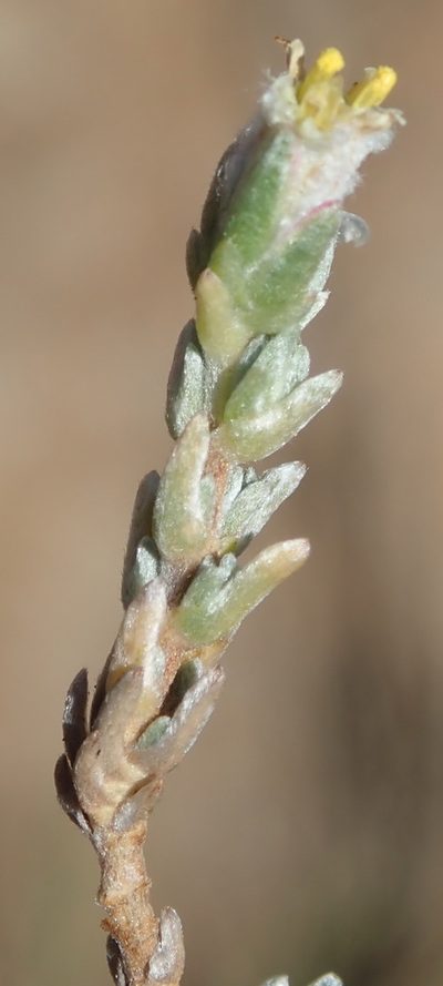Eriocephalus karooicus, photographed by Nicola van Berkel