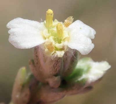 Eriocephalus karooicus, photographed by Nicola van Berkel