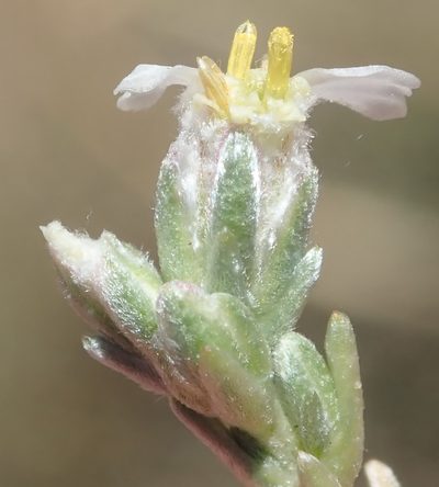 Eriocephalus karooicus, photographed by Nicola van Berkel