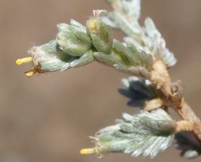 Eriocephalus karooicus, photographed by Nicola van Berkel
