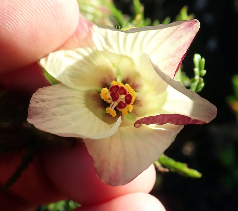 Hibiscus richardsonii, photographed by Peter de Lange
