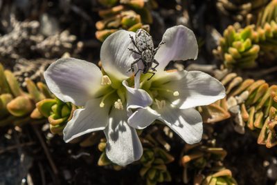 Veronica densifolia, photographed by Cara-Lisa Schloots