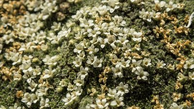 Veronica thomsonii, photographed by Cara-Lisa Schloots