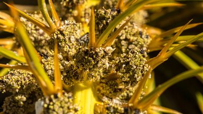 Aciphylla kirkii, photographed by Cara-Lisa Schloots
