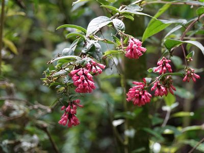 Cestrum fasciculatum, photographed by Jacqui Geux