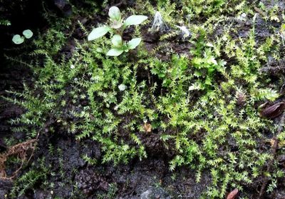 Hygroamblystegium varium, photographed by George Greiff