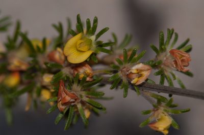 Phyllota pleurandroides, photographed by Rolf Lawrenz